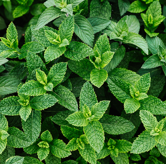 Discover the secret powers of mint!