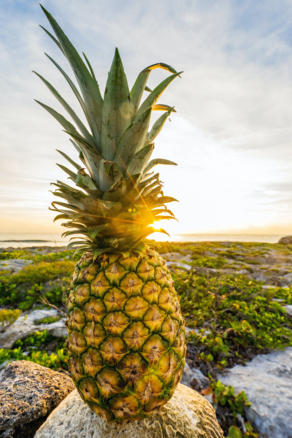 pineapple sunrise